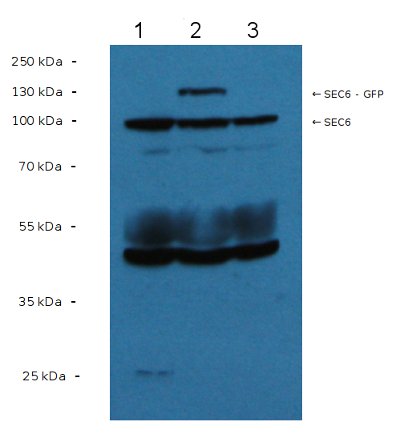 western blot using anti-Sec6 antibodies